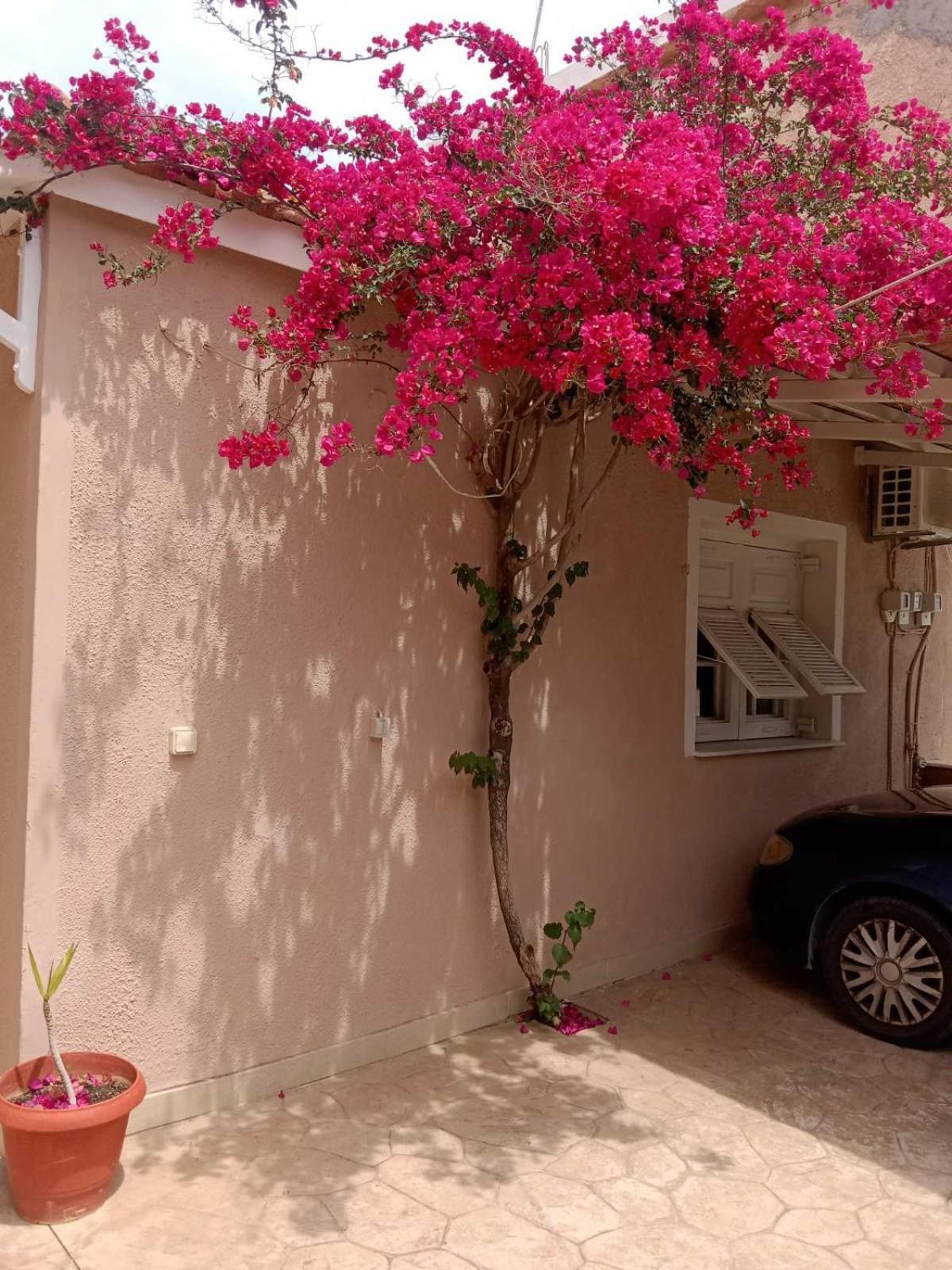 Menegis Apartment Zakynthos Exterior photo